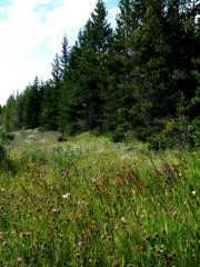 Meadow of Wildflowers