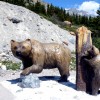 Two bears at the Columbia Icefields Visitor Center