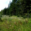 Meadow of Wildflowers