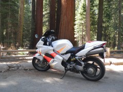 Giant Sequoias near Yosemeti