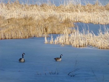 Canada Geese near Merritt, B.C.