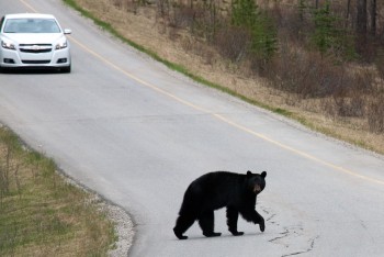 Bow Valley Parkway, May 2013