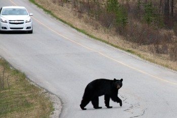 Bow Valley Parkway, May 2013