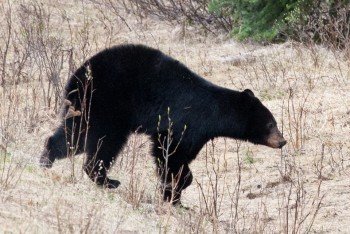 Bow Valley Parkway, May 2013