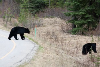 Bow Valley Parkway, May 2013