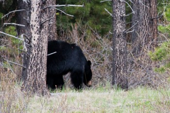 Bow Valley Parkway, May 2013