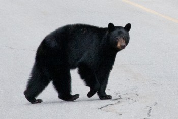 Bow Valley Parkway, May 2013