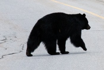 Bow Valley Parkway, May 2013