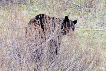 Bow Valley Parkway, May 2013