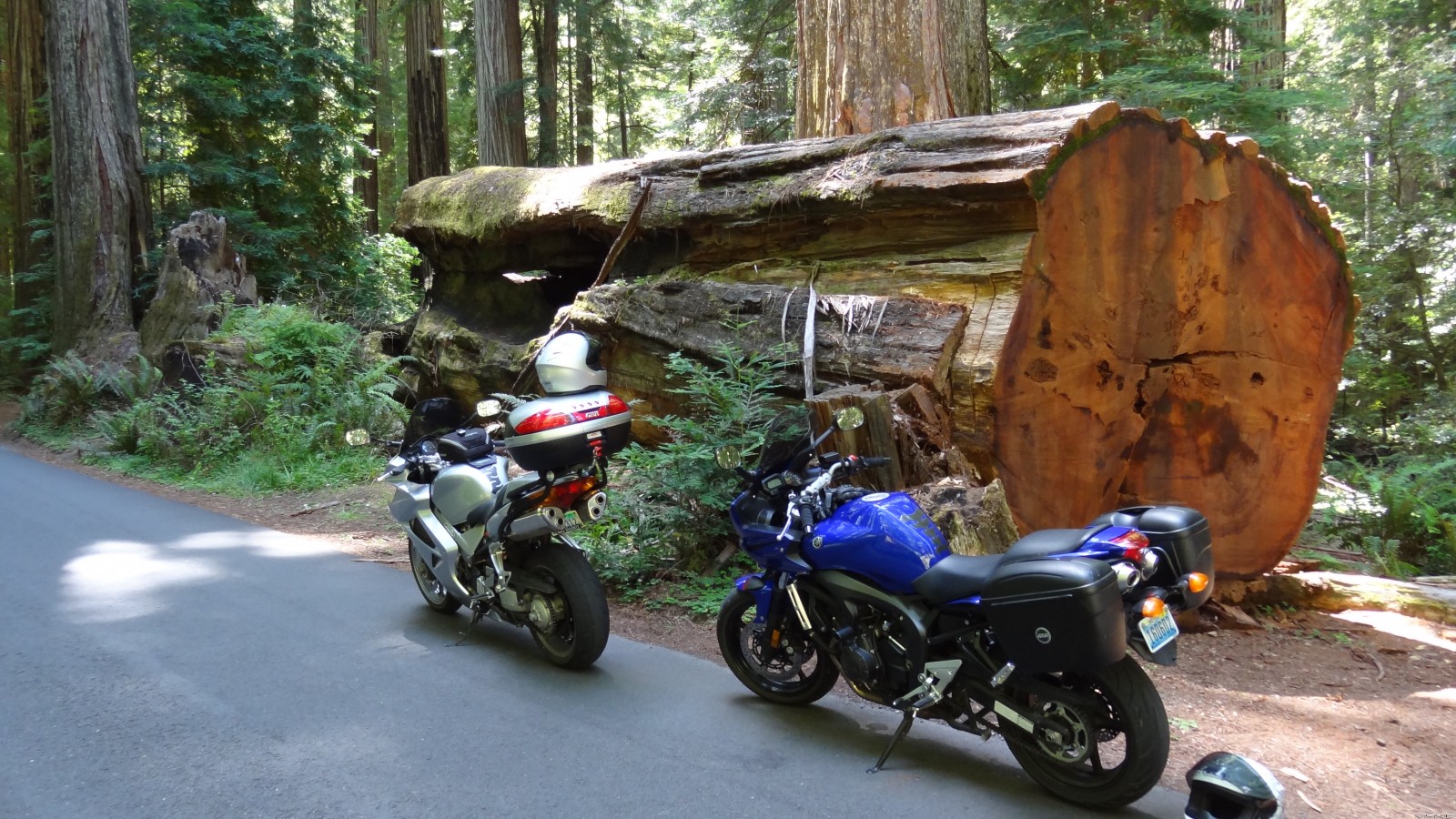 Ride through the Redwoods