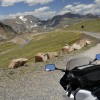 8 Beartooth Pass south