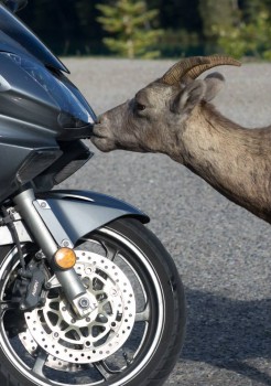 Long Horn Sheep