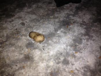 The peanut