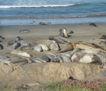 61 - Elephant seals near Piedras Blancas, Cal