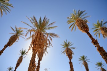 43 - date grove Furnace Creek, Death Valley