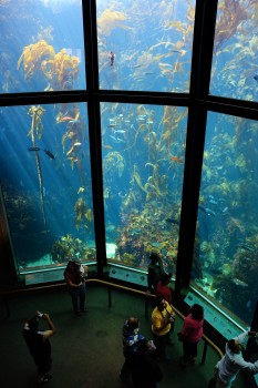 69 - Monterey Bay Aquarium, Cal
