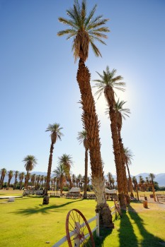 44 - date grove Furnace Creek, Death Valley