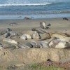 61 - Elephant seals near Piedras Blancas, Cal