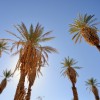 43 - date grove Furnace Creek, Death Valley