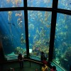 69 - Monterey Bay Aquarium, Cal