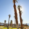 44 - date grove Furnace Creek, Death Valley