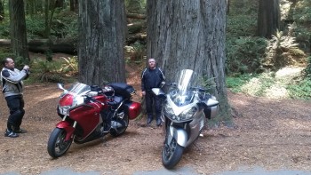 Redwoods