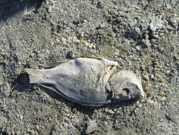 Dead Tilapia Wash Up On The Shore