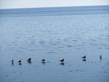 Birds On Water
