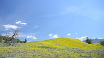 110 Lamar Valley, Yellowstone NP