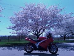 My '91 in front of a cherry blossom tree at work