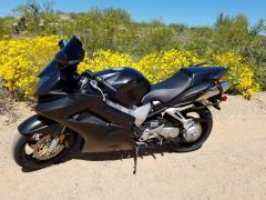 Desert flowers