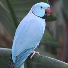 parrotFiend